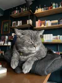 A book with no name ร้านหนังสือที่มีแมว 