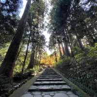 🪾🌳 A Serene Stroll Through 杉参道 (Cedar Avenue to Zuihoden)