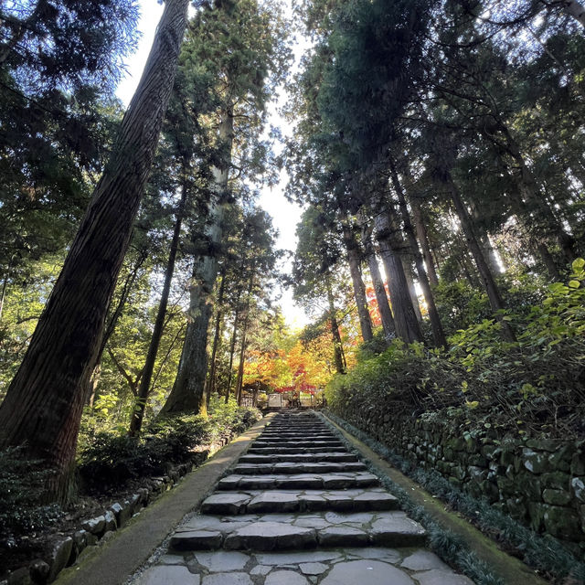 🪾🌳 A Serene Stroll Through 杉参道 (Cedar Avenue to Zuihoden)