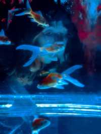 ไปดูศิลปะที่คู่กับปลาที่ ART AQUARIUM MUSEUM !