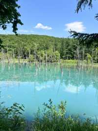 北海道 美瑛（四季彩之丘）（白金青池）（白鬚瀑布）、富良野（富田農場）