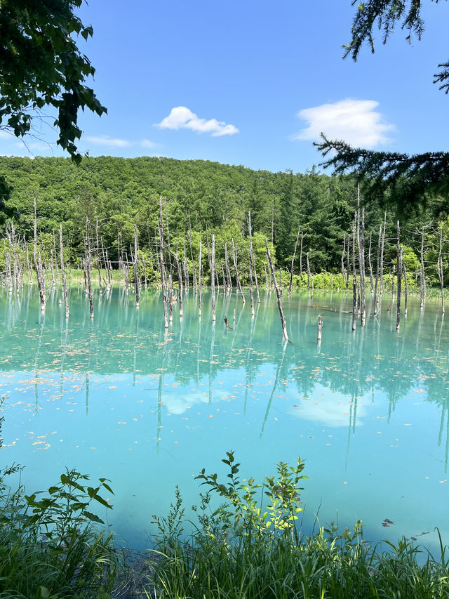 北海道 美瑛（四季彩之丘）（白金青池）（白鬚瀑布）、富良野（富田農場）