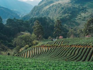 Ban Nor Lae Strawberry Farm