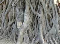 🌿 Whispers of the Past at Wat Mahathat, Ayutthaya