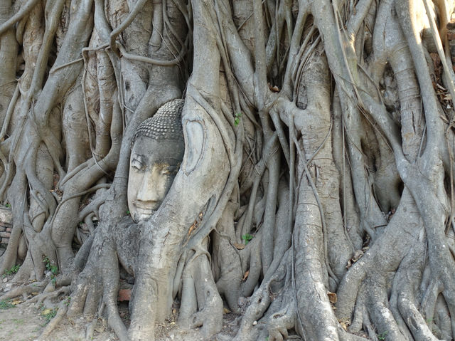 🌿 Whispers of the Past at Wat Mahathat, Ayutthaya