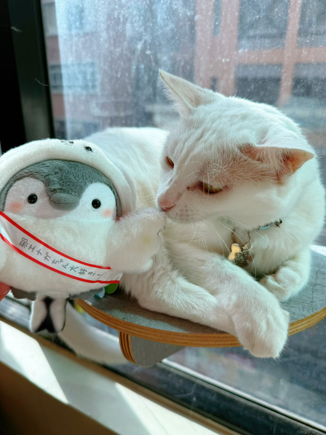 隱世高質貓cafe❤️