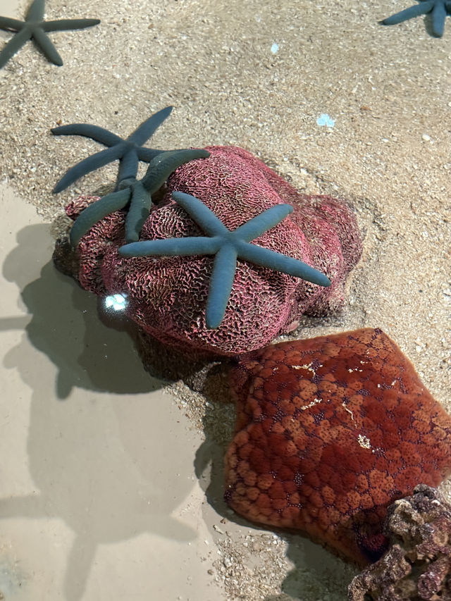 沖繩最新商場水族館🫶🏻DMM🫡超岩親子遊