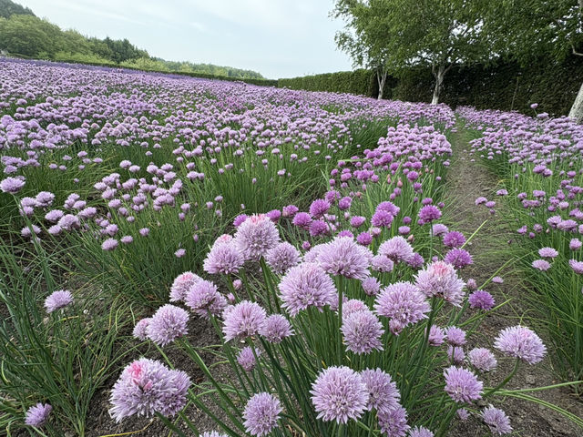 6月初的富田農場