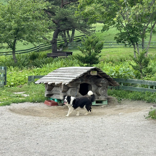강원도 평창 여행 필수 코스, ‘대관령 양떼목장’ 🐑