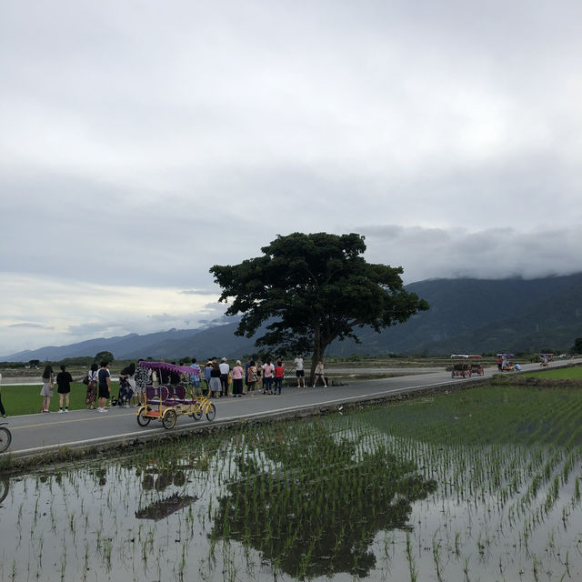 台東池上伯朗大道