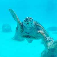 【️沖縄】 沖縄美ら海水族館🦭