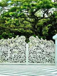 Discovering the Botanic Gardens Singapore