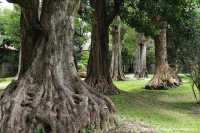 สวนช้างทองเฮอริเทจ สวนไม้โยราณเชียงใหม่