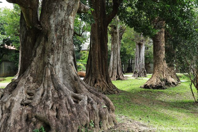 สวนช้างทองเฮอริเทจ สวนไม้โยราณเชียงใหม่
