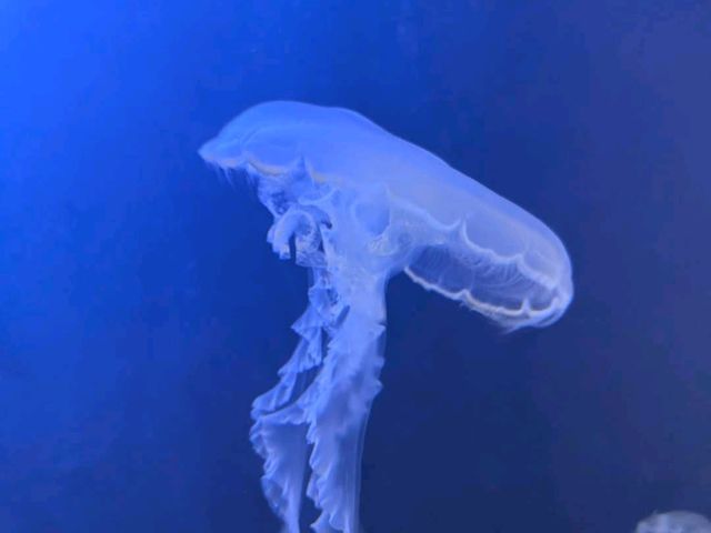 Texas State Aquarium – Corpus Christi