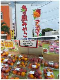 【沖縄県・宮古島】宮古島マンゴーの季節がやってきた！