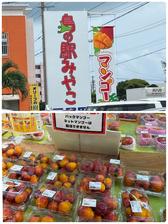 【沖縄県・宮古島】宮古島マンゴーの季節がやってきた！