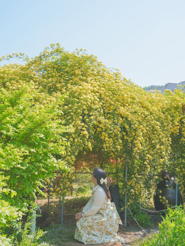 피드로도 기록해보는 창원의 노란빛 순간들💛