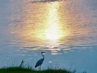 Bird common sightings