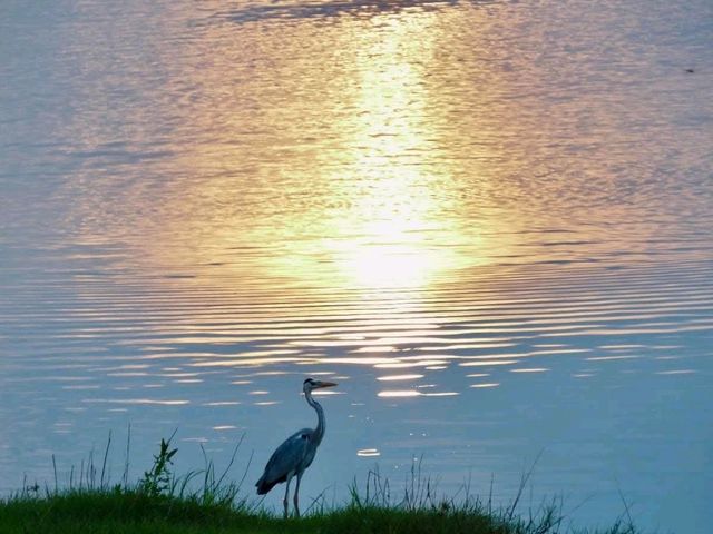 Bird common sightings