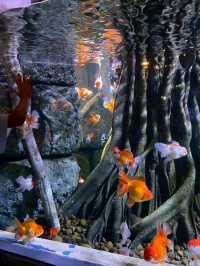 Sea Life Bangkok Ocean World จ.กรุงเทพฯ