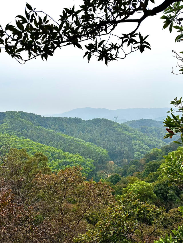 🍃Hidden Adventure at Maofeng Mountain｜Creek Walk + Cloud-Top Lookout