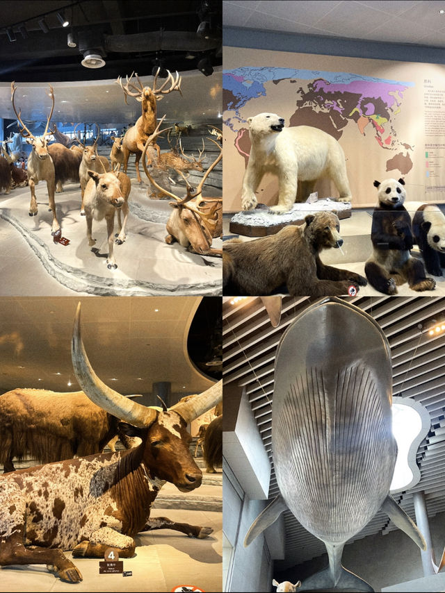 เดินเล่นในดงสัตว์ดึกดำบรรพ์ขนาดเท่าตัวจริง 🦕