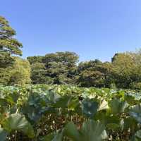The Setting: Genpei Pond (源平池 - Genpei Ike)