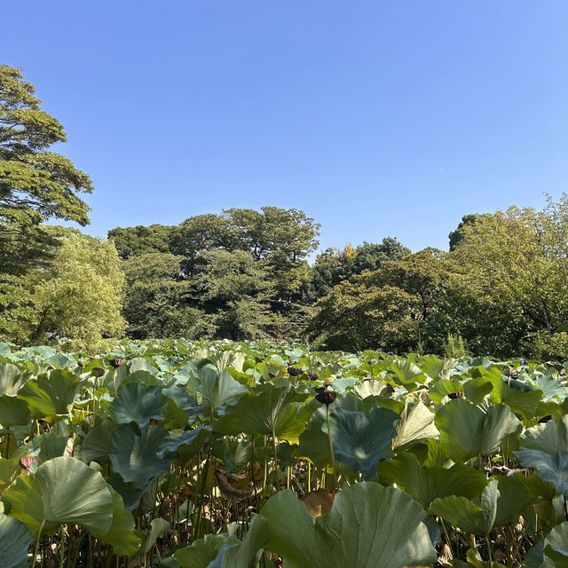The Setting: Genpei Pond (源平池 - Genpei Ike)