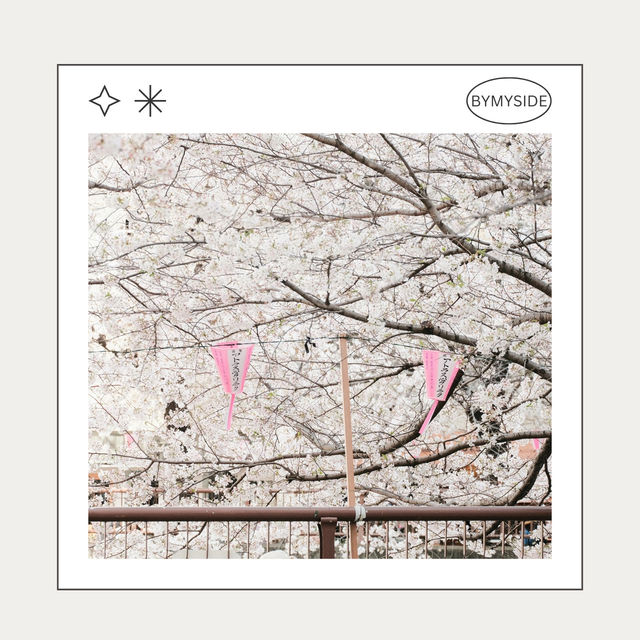 🌸 Nakameguro – ถนนริมคลองกับซากุระบานสะพรั่ง