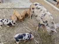 百萬城市美景的「塔龍加動物園」