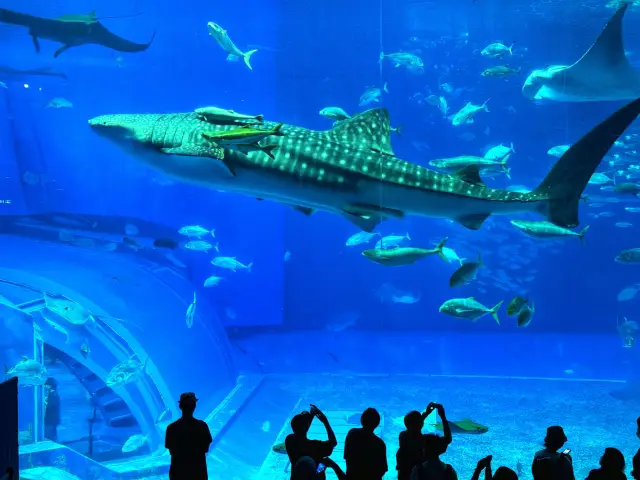 Road Trip in Okinawa