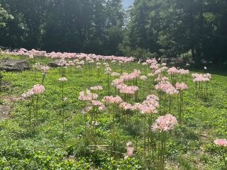 สวนชานติเคลียร์ (สวนชานติเคลียร์ รัฐเพนซิลเวเนีย)