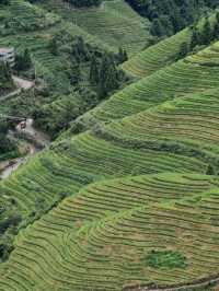 A Living Canvas: Longji Through Time and Season