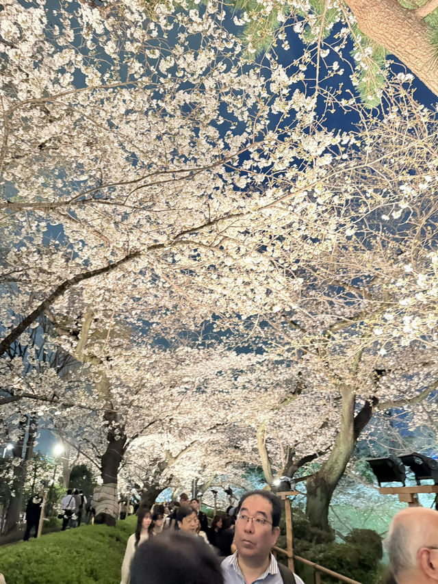 2025.03.28 櫻花季東京獨旅五天四夜行程 p6 第四天行程大公開(5.17:30千鳥淵（千鳥ヶ淵）)