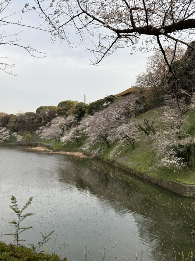 2025.03.28 櫻花季東京獨旅五天四夜行程 p6 第四天行程大公開(5.17:30千鳥淵（千鳥ヶ淵）)
