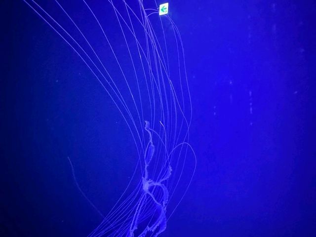 台中海洋館 台中海洋館
