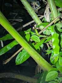 1StopBorneo Wildlife - Malaysia 