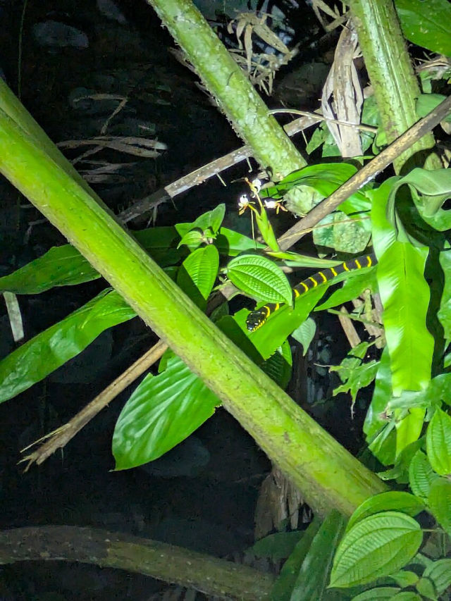 1StopBorneo Wildlife - Malaysia 