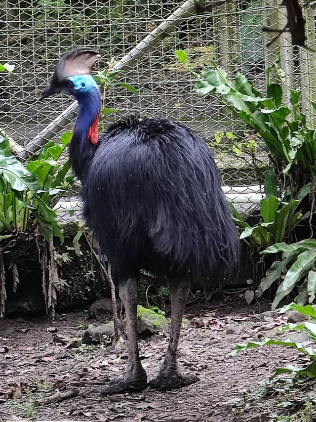 寓教於樂的親子天堂#臺北市立動物園-臺北市文山區