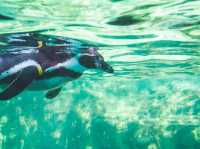 🌊 A day by the sea at Kasai Rinkai Park & Aquarium 🐧