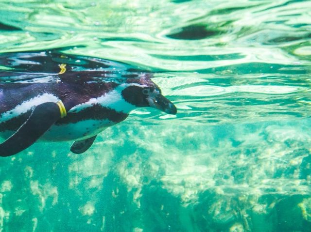 🌊 A day by the sea at Kasai Rinkai Park & Aquarium 🐧