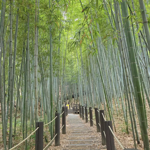 Halla Arboretum, Jeju Island,S.Korea