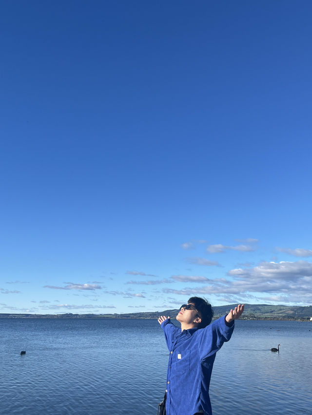 🇳🇿🦢 Rotorua's Swan Lake: Where Emerald Waters Meet Sapphire Skies! 🌊