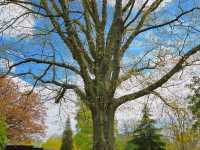 런던 큐 가든을 가다! 왕립식물원의 중국탑