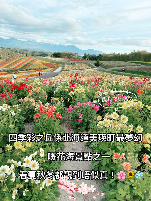 四季彩之丘係北海道美瑛町最夢幻嘅花海景點之一，春夏秋冬都靚到唔似真！🌸🌻❄️
