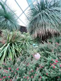 Flower Dome: Must-Visit for Colorful Blooms and Instagram-Worthy Moments