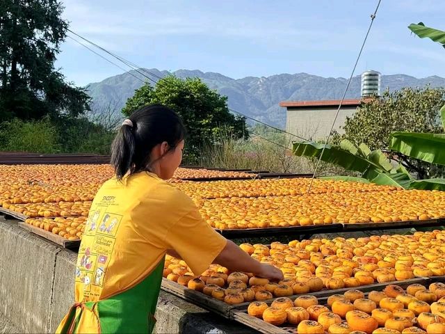 “Golden Harvest: Persimmon Season in Wutong Town”