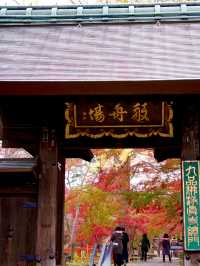 紅葉の穴場🍁 紅葉だらけの境内とイチョウの絨毯