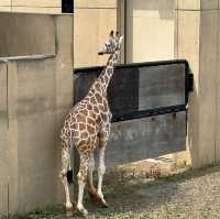 北海道旭川市旭山動物園